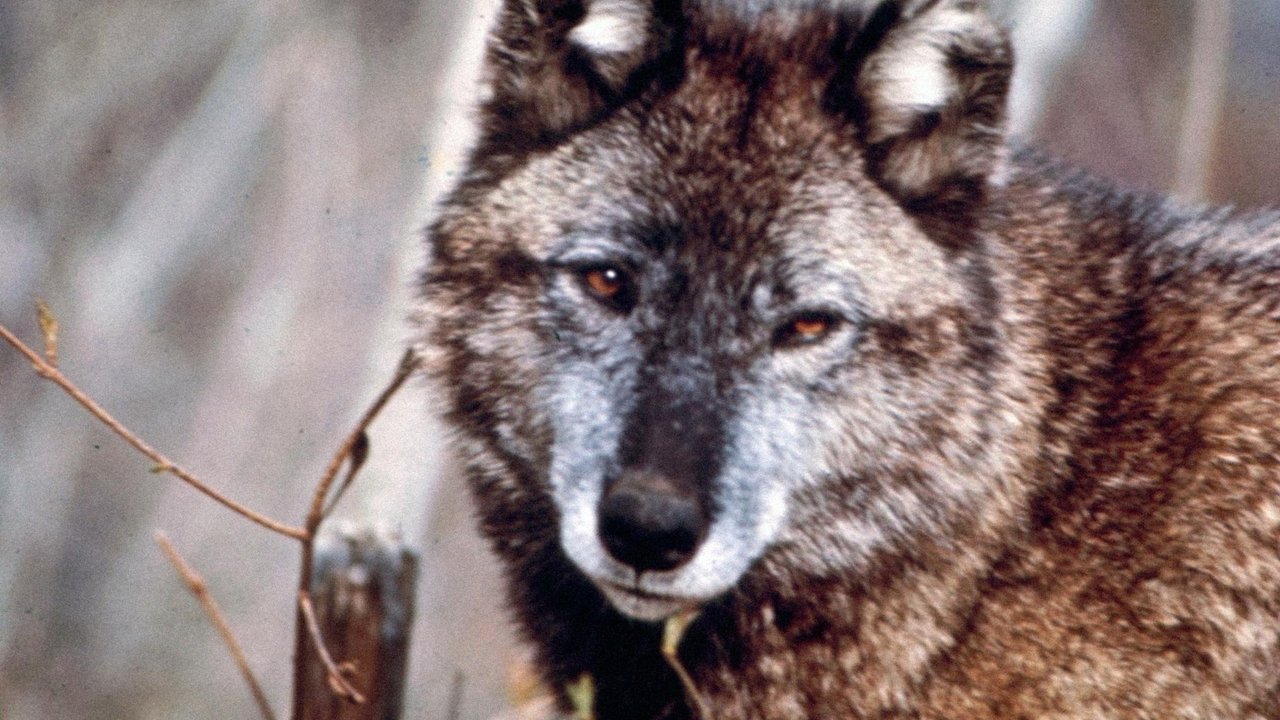 Backdrop image for movie Cry of the Wild