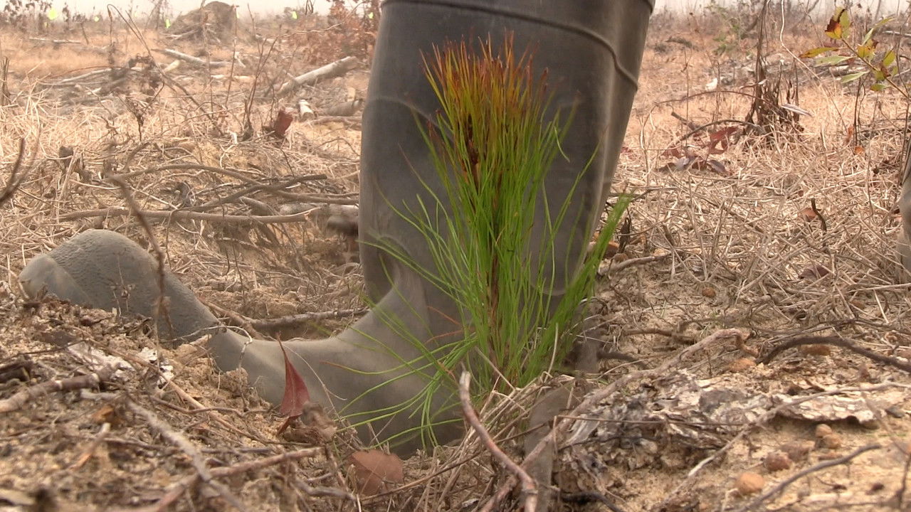 Backdrop image for movie A Thousand Pines