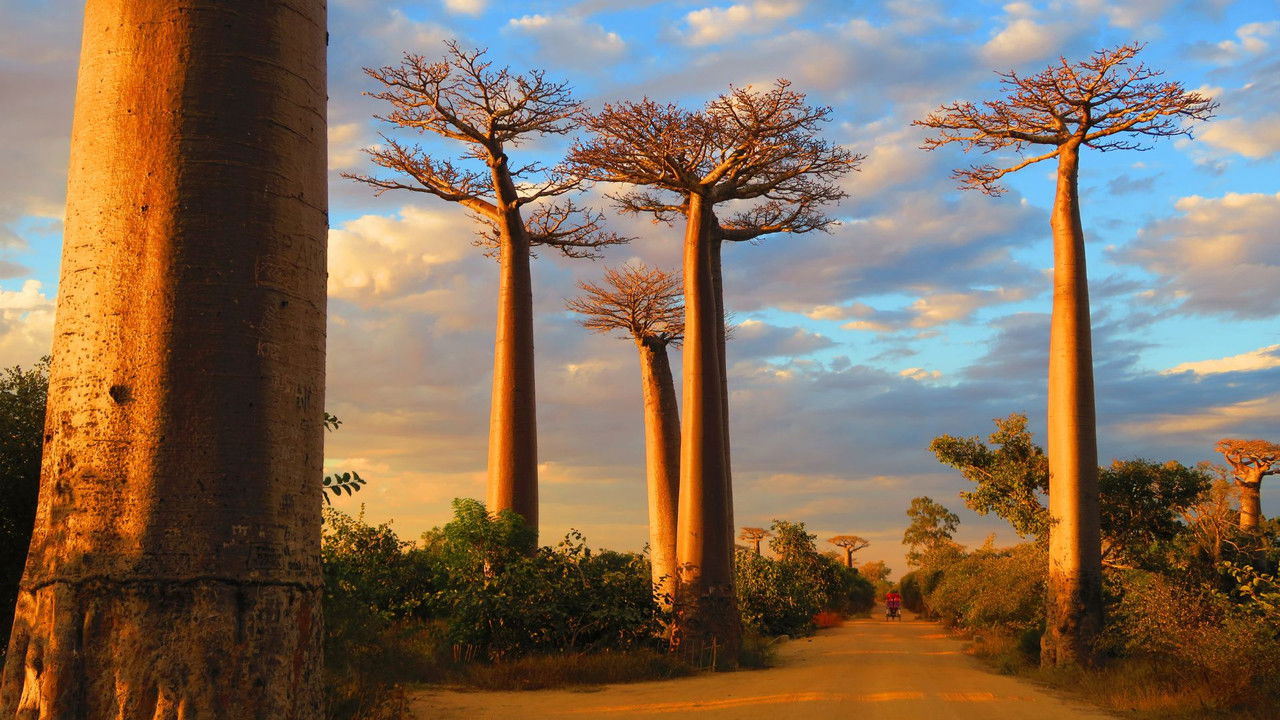 Backdrop image for movie Madagascar, l'île sauvage