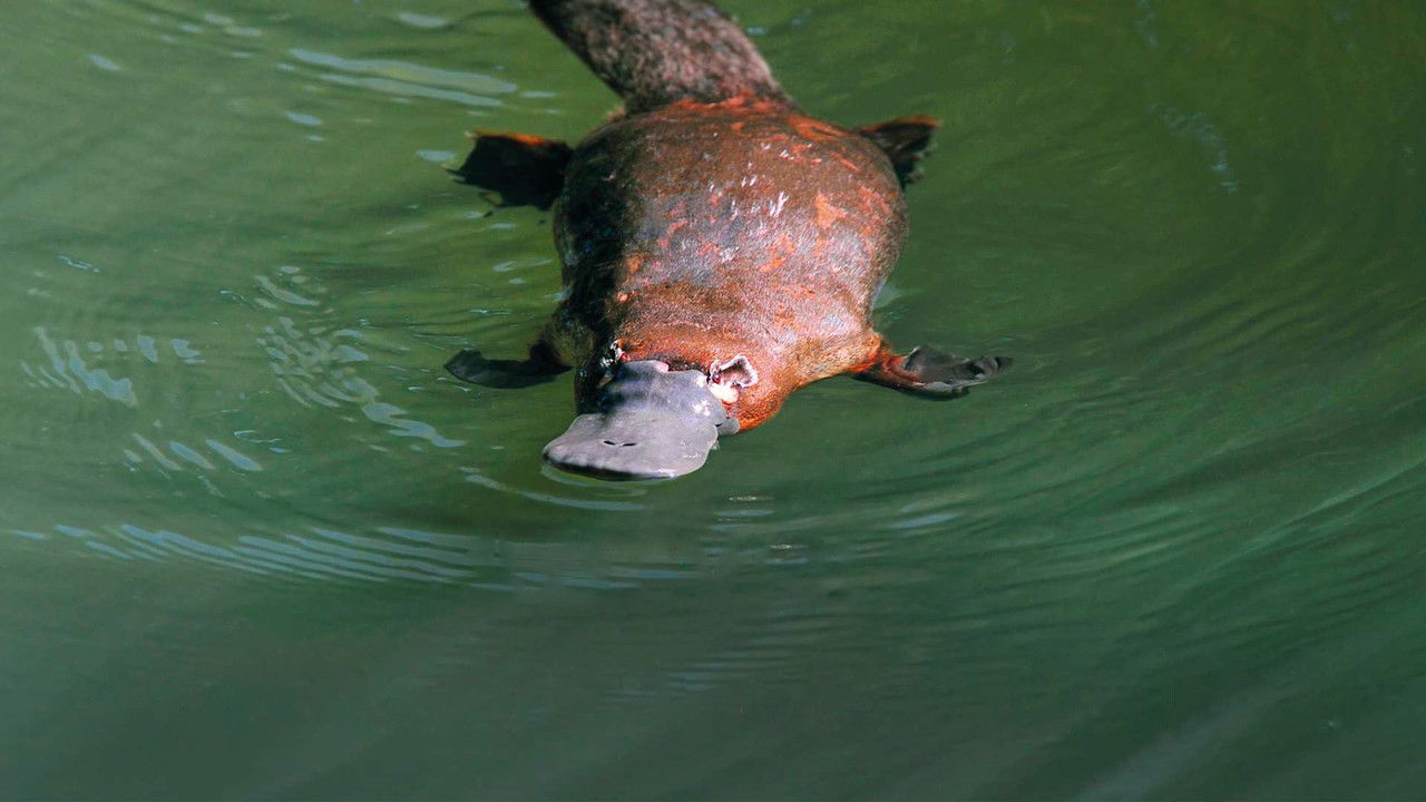 Backdrop image for movie Platypus: World's Strangest Animal