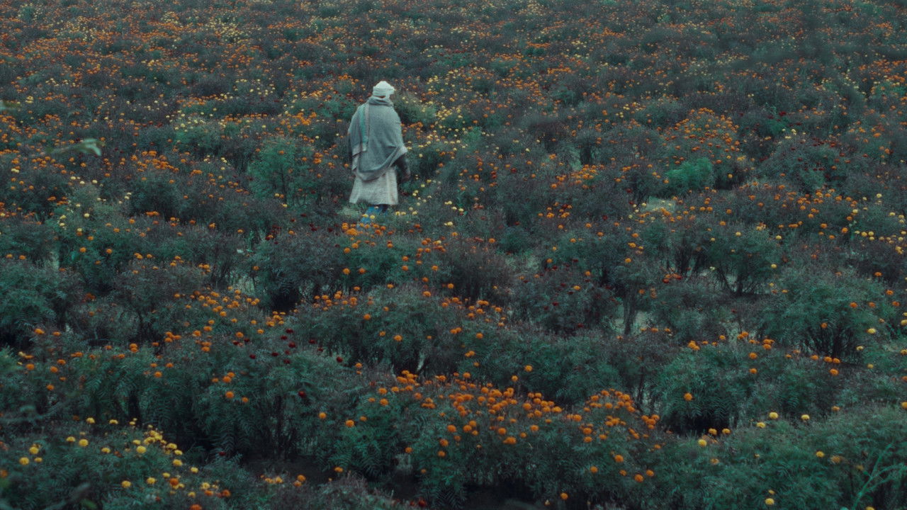 Backdrop image for movie The Calf Doll