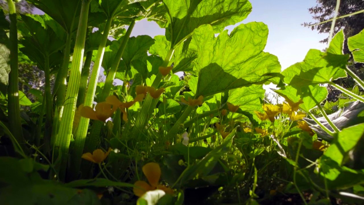 Backdrop image for movie The Marvelous Wild World of the Vegetable Garden