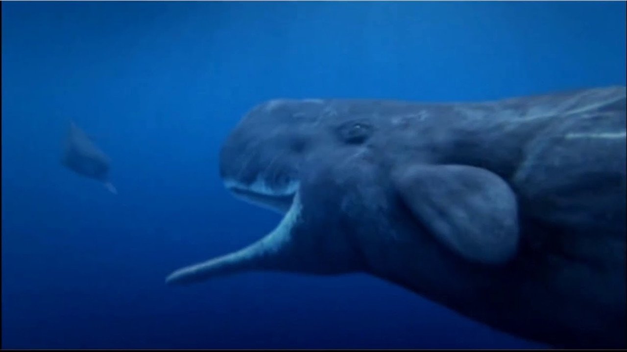 Backdrop image for movie Ocean Odyssey