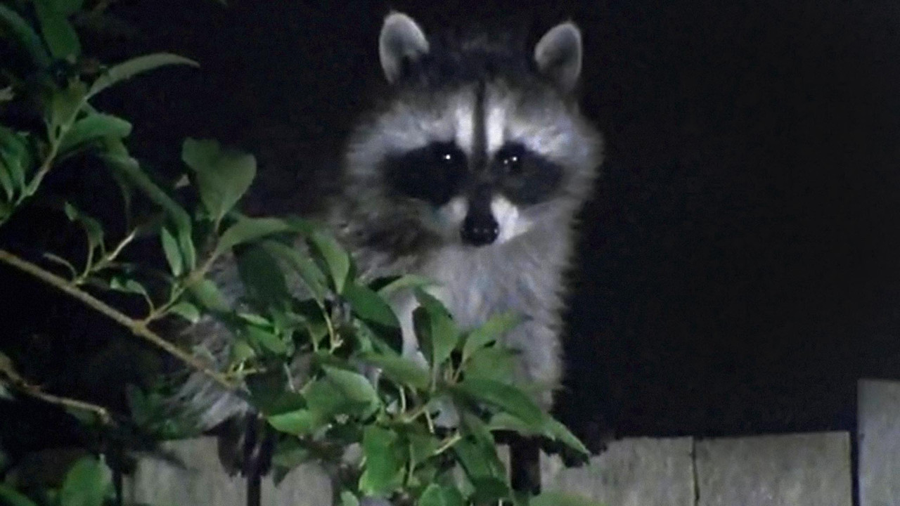 Backdrop image for movie Wild in the City