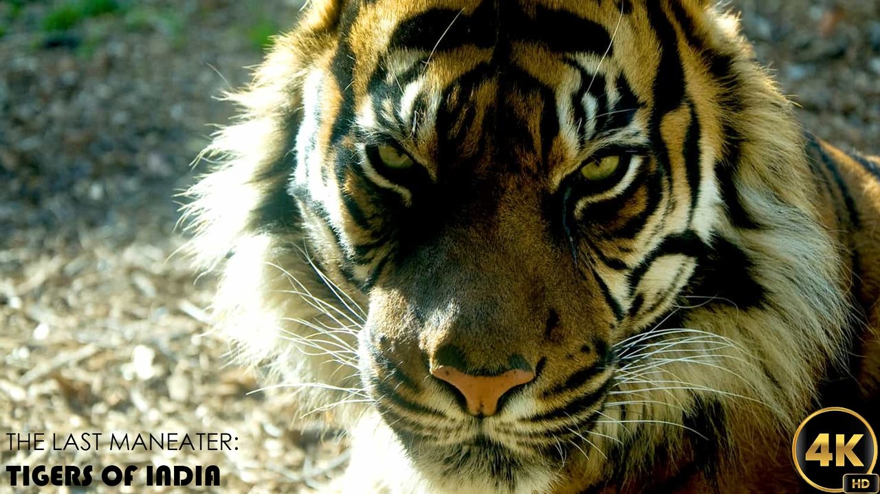 Backdrop image for movie The Last Maneater: Killer Tigers of India