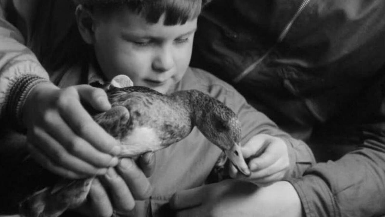Backdrop image for movie A Journal of the Outdoors No. 11