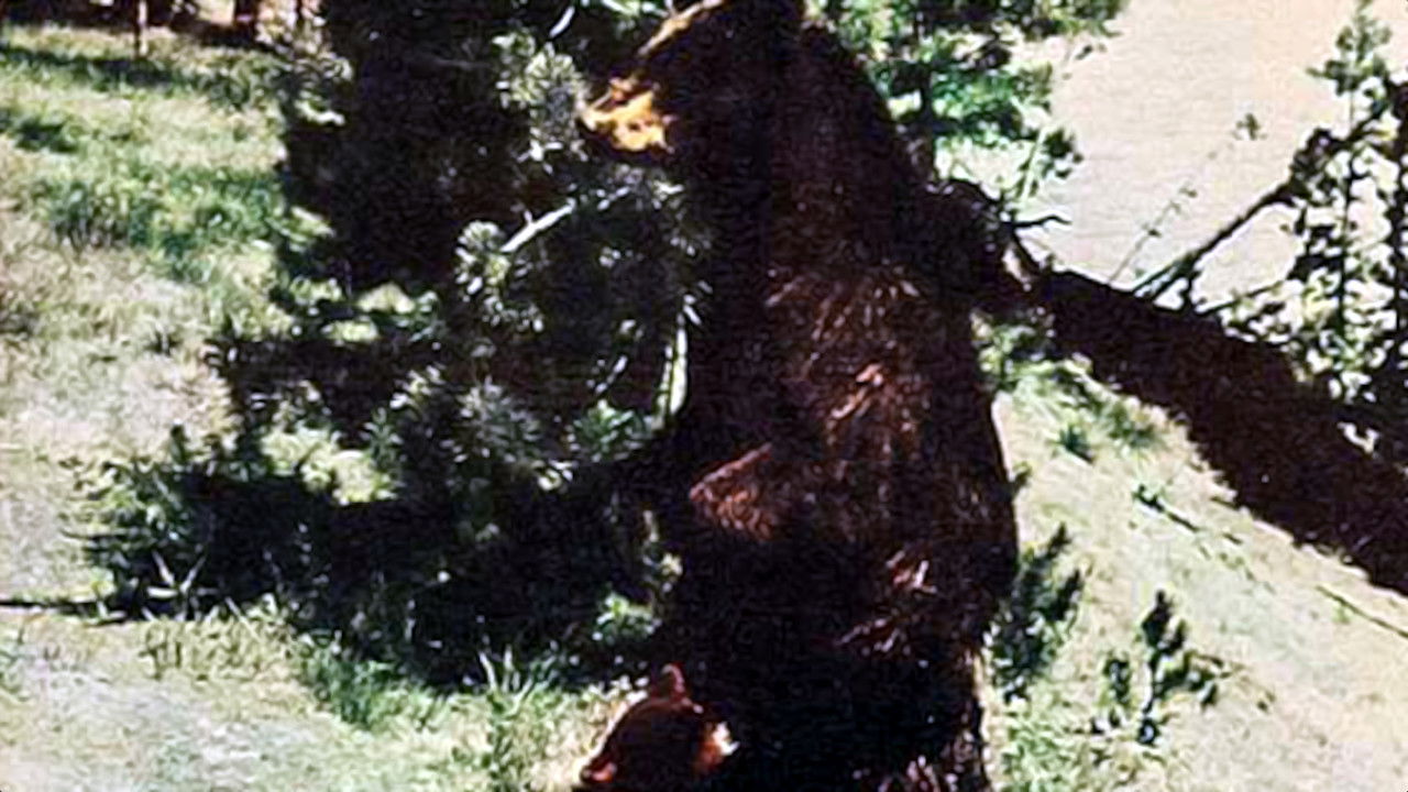 Backdrop image for movie The Last Wilderness