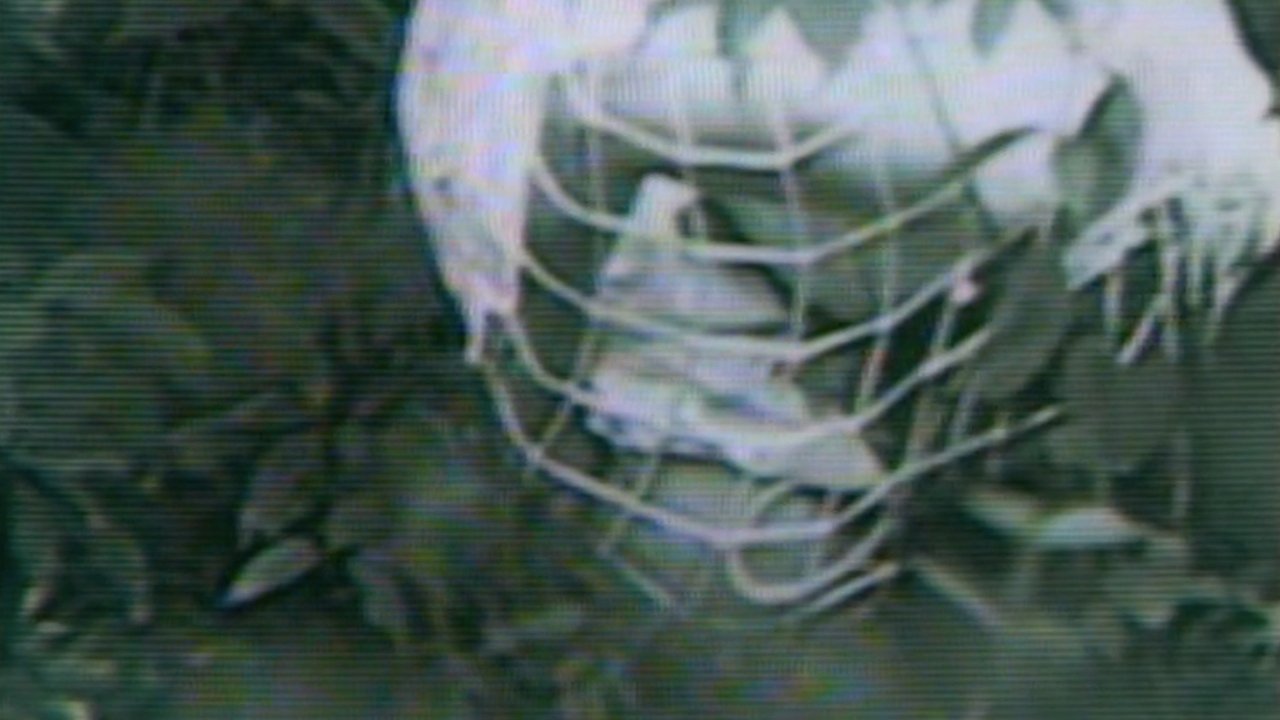 Backdrop image for movie Guinea Pig: Devil's Experiment
