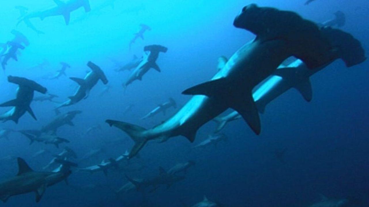 Backdrop image for movie Deep Blue
