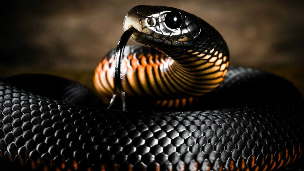 Backdrop image for movie Le monde mystérieux des serpents