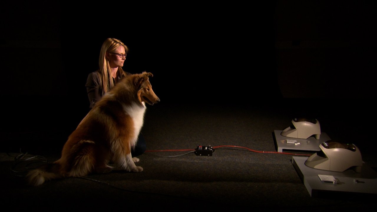 Backdrop image for movie A Dog's Life