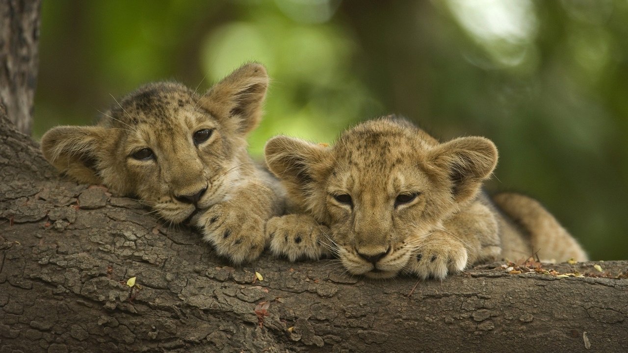 Backdrop image for movie War of the Lions