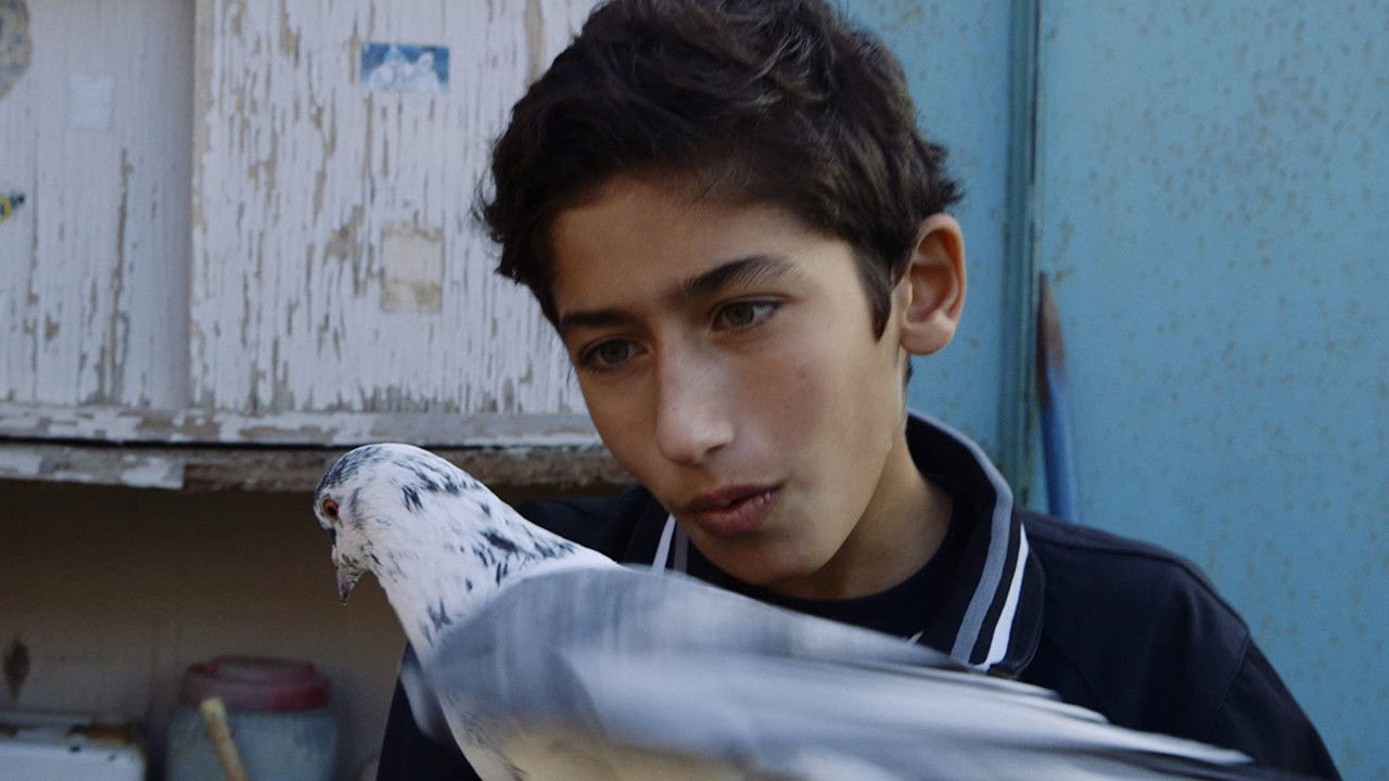 Backdrop image for movie Bird Boy