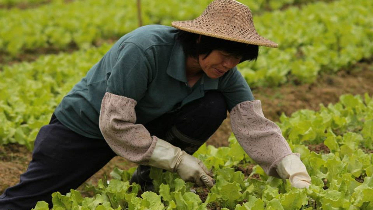 Backdrop image for movie Open Road After Harvest