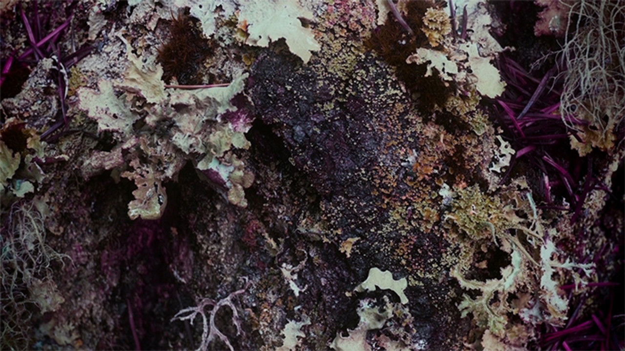 Backdrop image for movie Home in the Woods