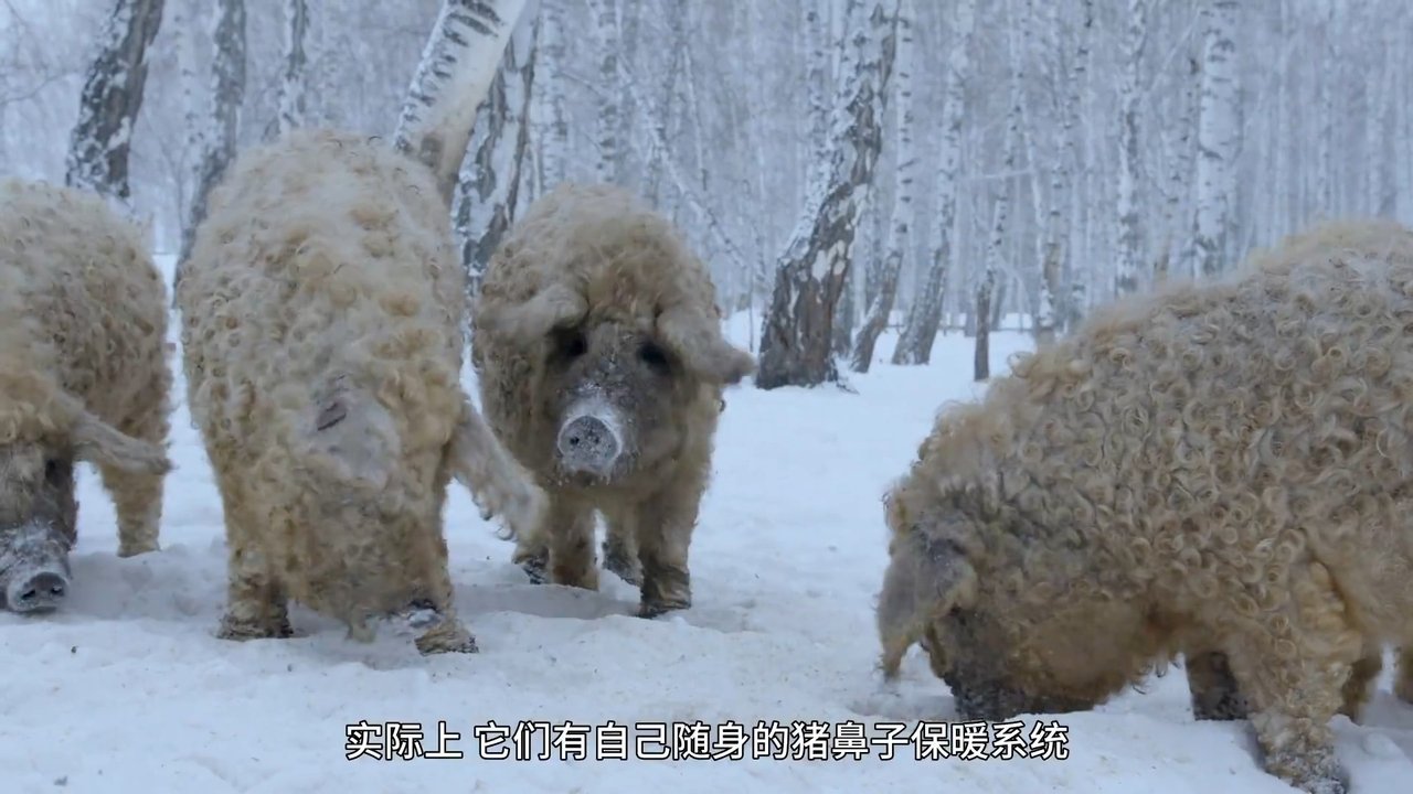 Backdrop image for movie Amazing Pigs