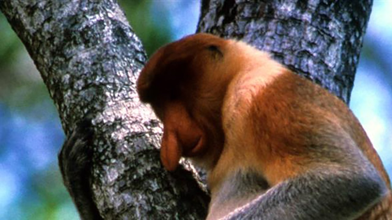 Backdrop image for movie The Biggest Nose in Borneo