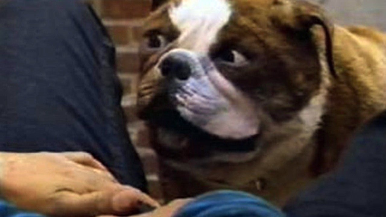 Backdrop image for movie Poochinski