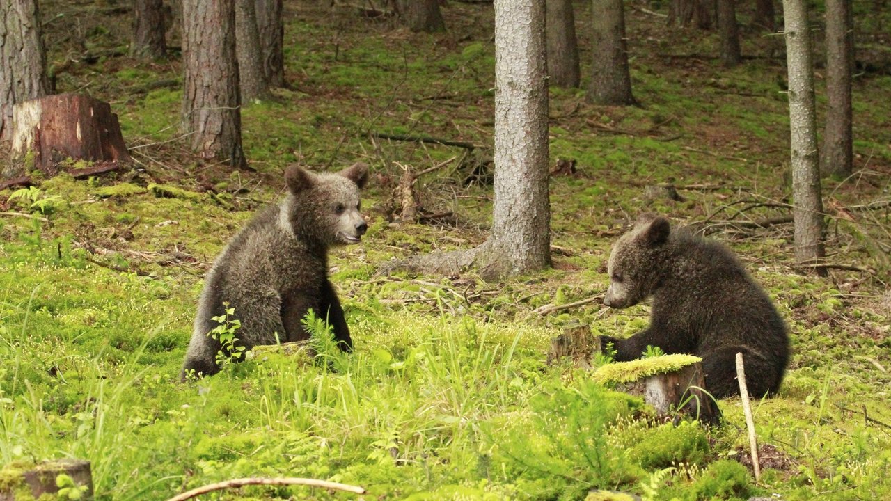 Backdrop image for movie Beary Tales