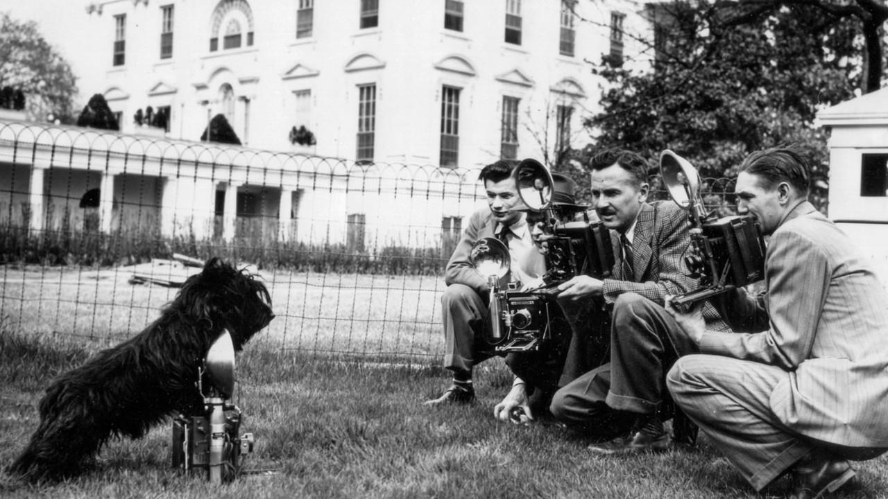 Backdrop image for movie Die Hunde der Mächtigen - und eine Katze