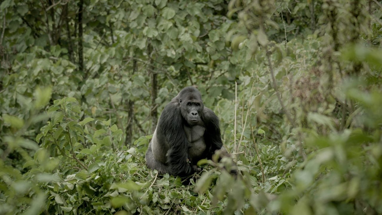 Backdrop image for movie Silverback