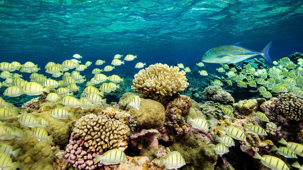 Backdrop image for movie Ocean Paradise