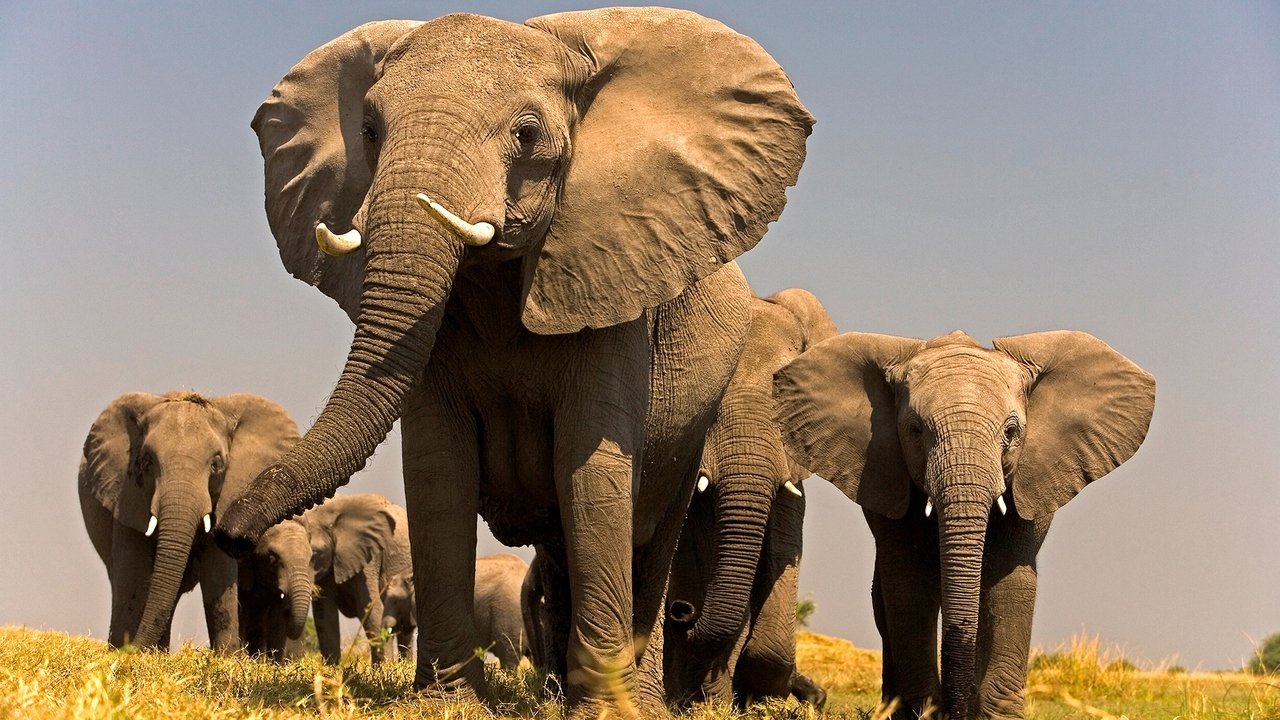 Backdrop image for movie Soul of the Elephant