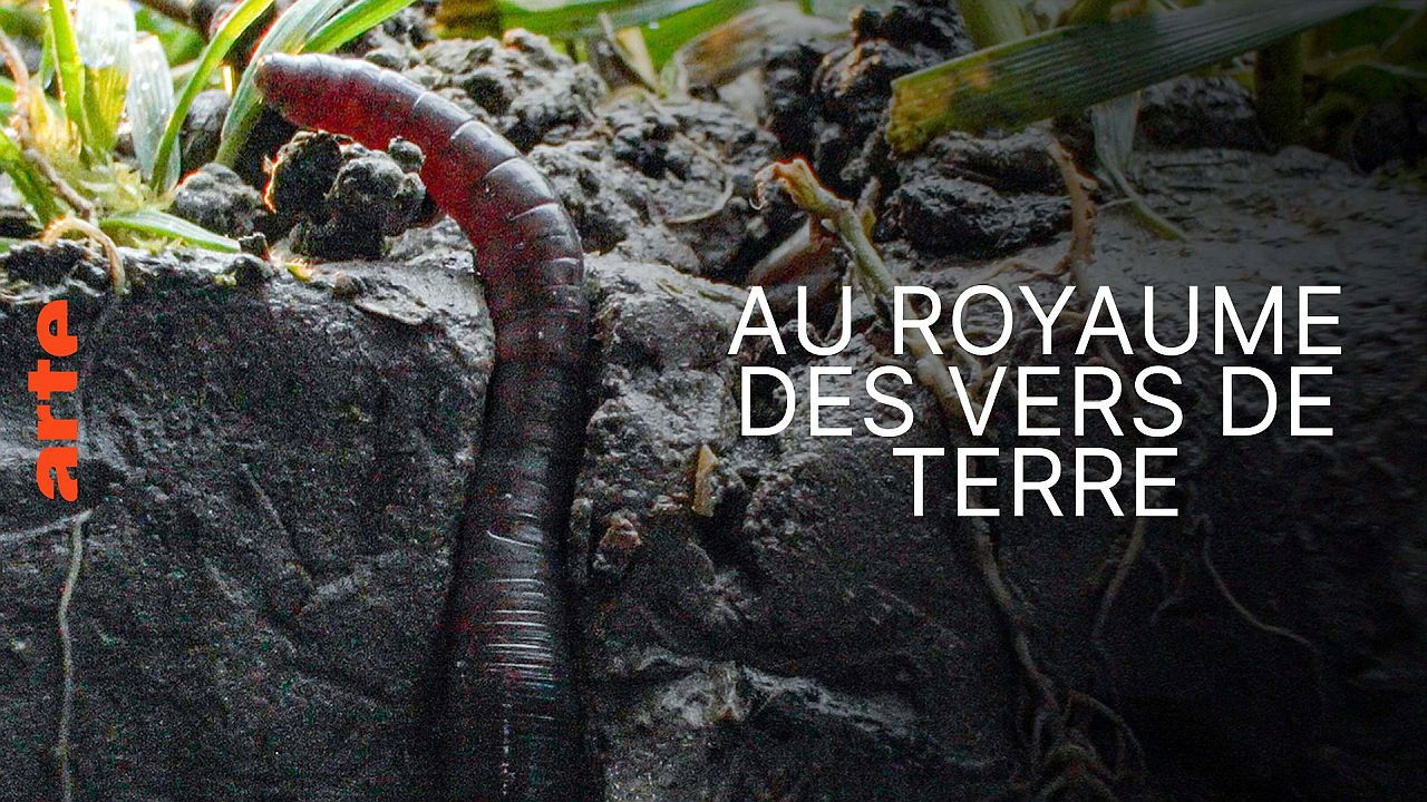 Backdrop image for movie Au royaume des vers de terre: La vie du sol dévoilée