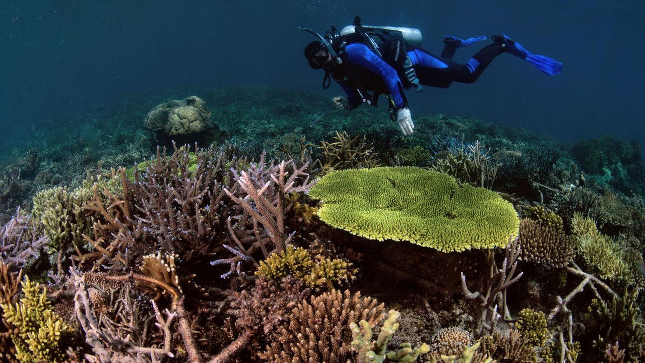 Backdrop image for movie Super Reefs