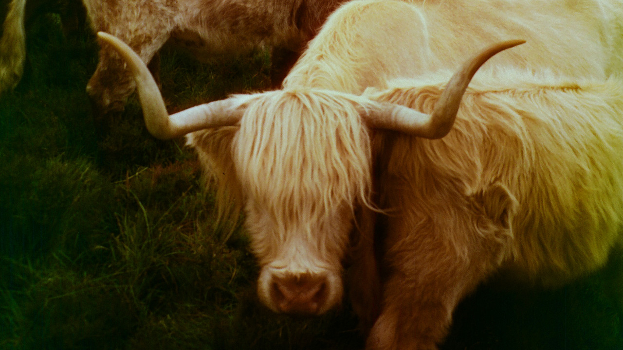 Backdrop image for movie T'Day