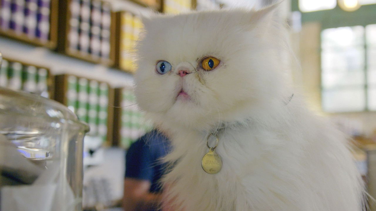 Backdrop image for movie Comment le chat a conquis le monde