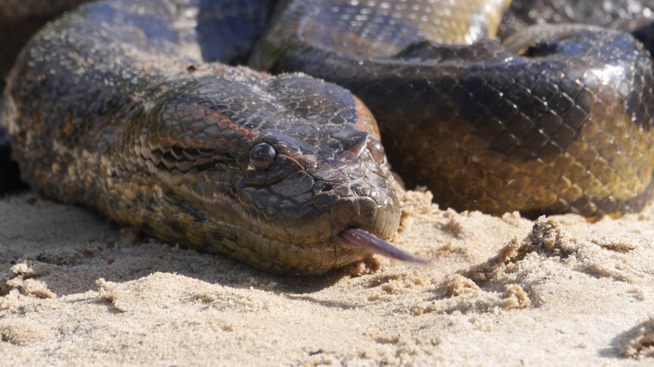 Backdrop image for movie Anaconda: Silent Killer