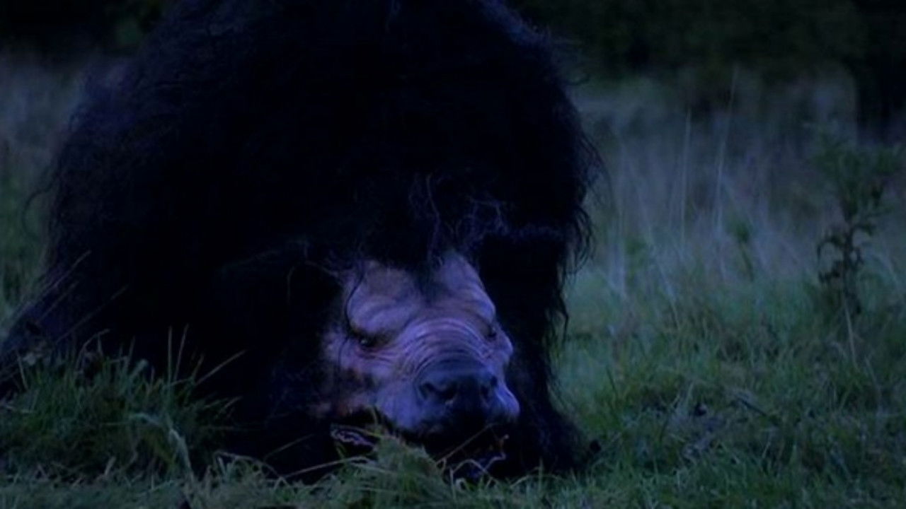 Backdrop image for movie Wild Country