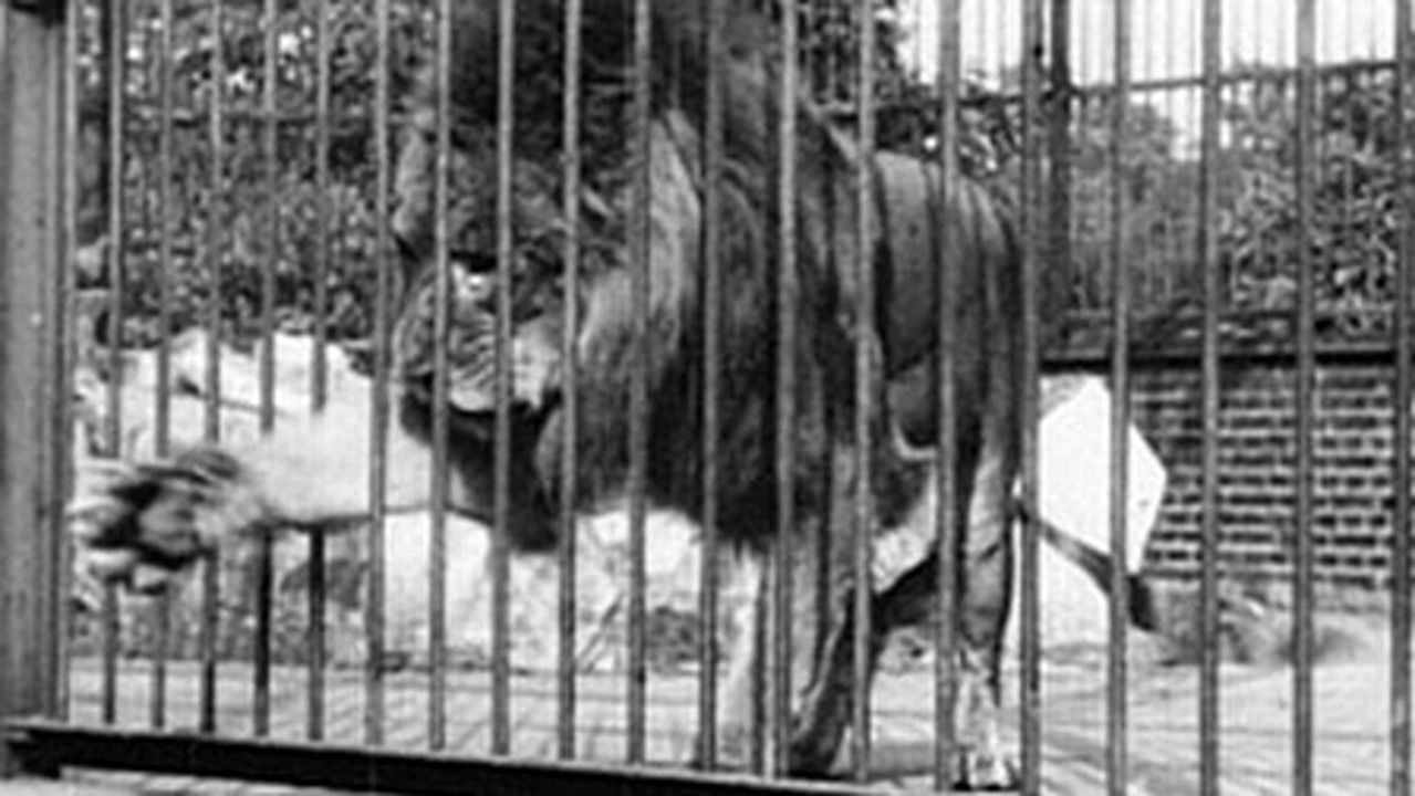 Backdrop image for movie Lion, London Zoological Gardens
