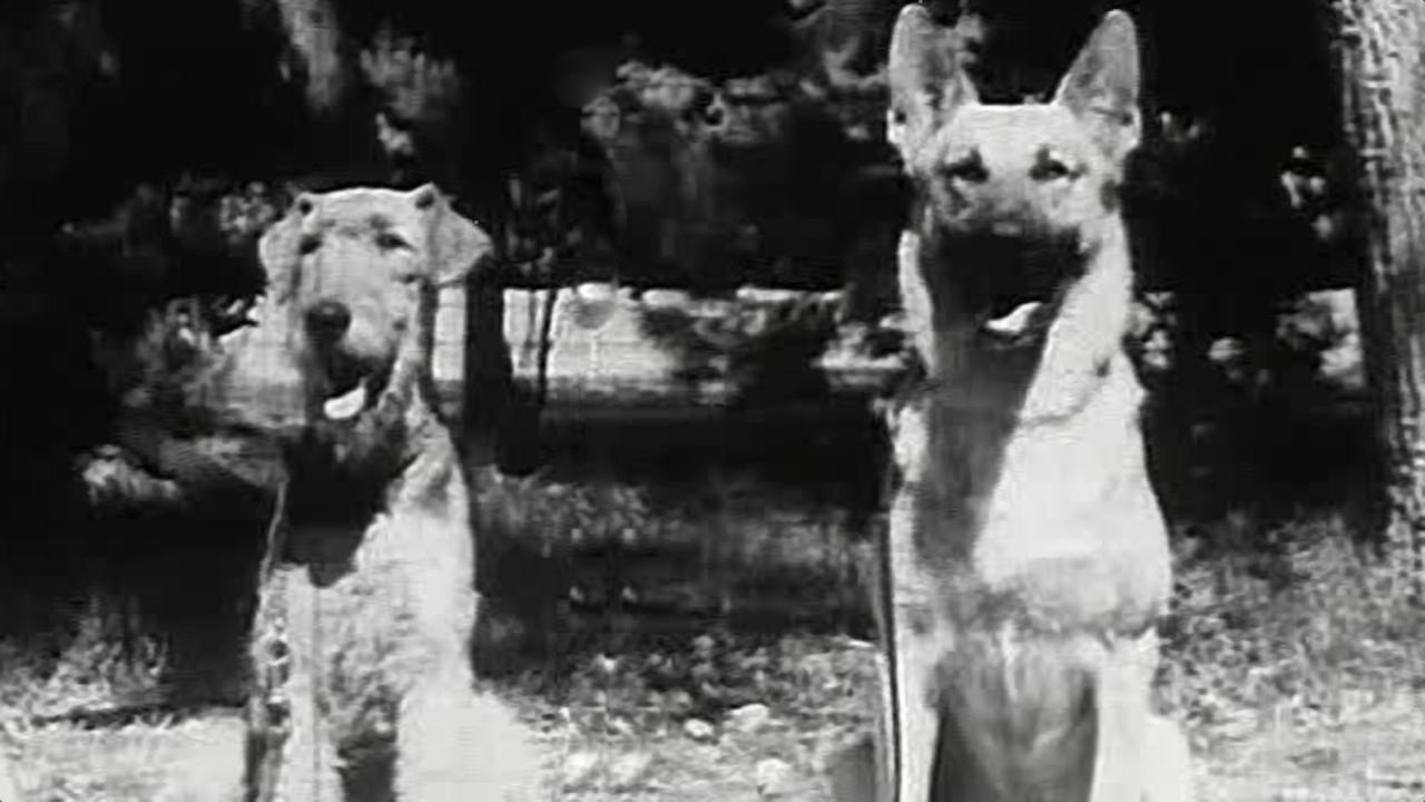 Backdrop image for movie War Dogs