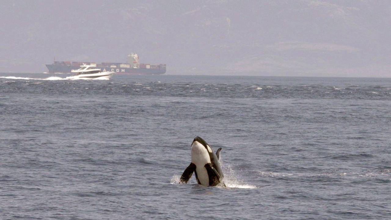Backdrop image for movie Watch Out for Orcas! Danger Off Gibraltar?