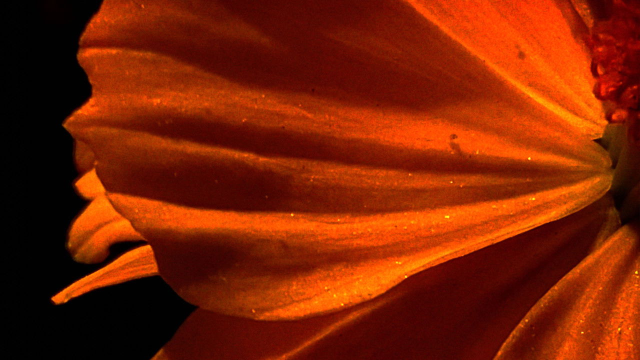 Backdrop image for movie Emergence