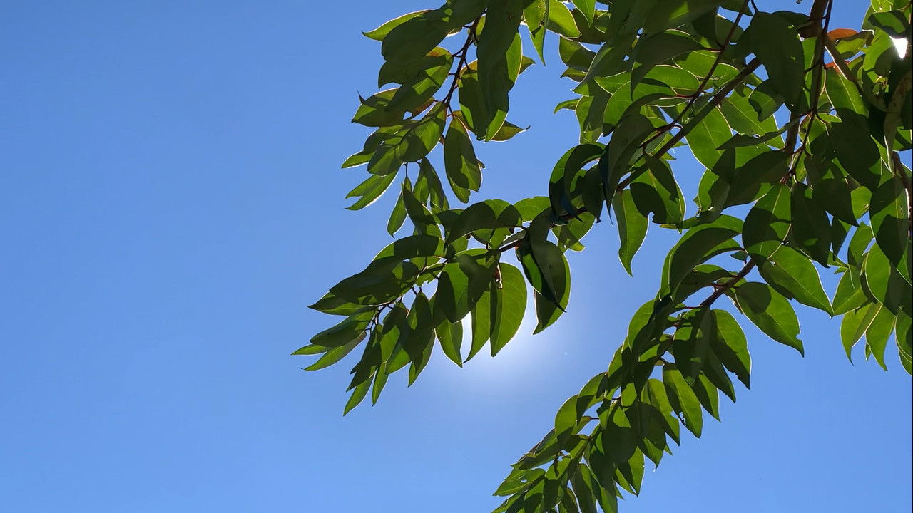 Backdrop image for movie O morto-vivo