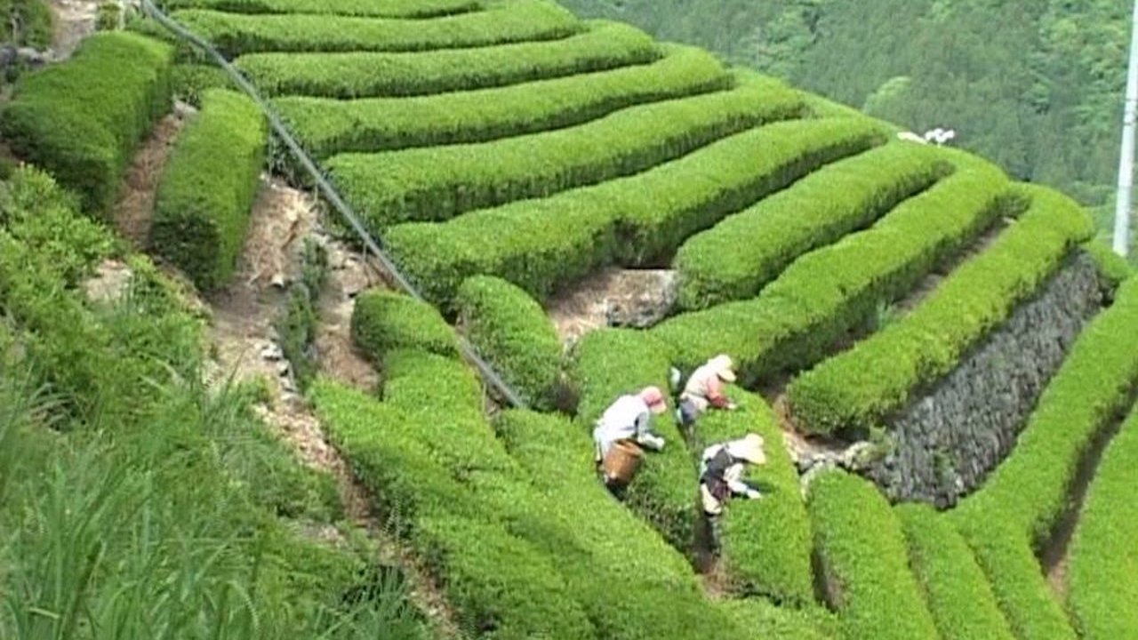 Backdrop image for movie Bessho Tea Factory