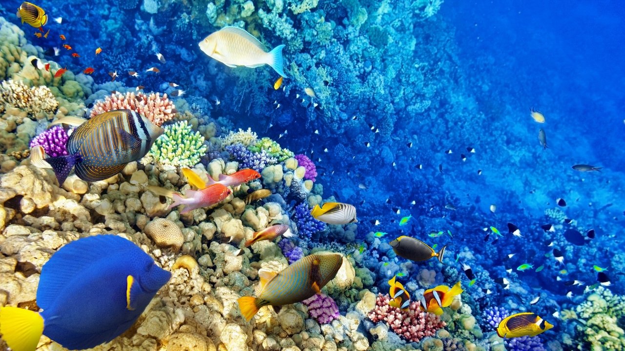 Backdrop image for movie Secrets of the Great Barrier Reef