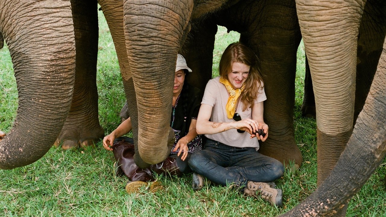 Backdrop image for movie Love & Bananas: An Elephant Story