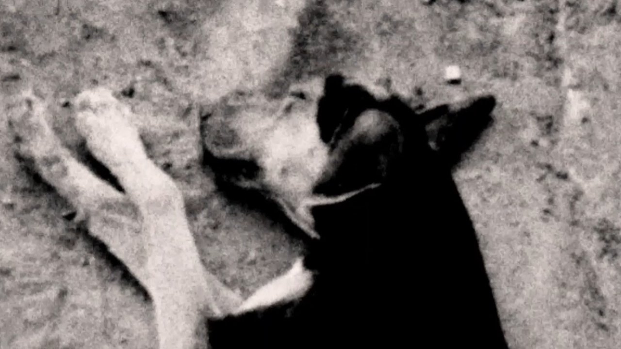 Backdrop image for movie O Sacrifício Benevolente