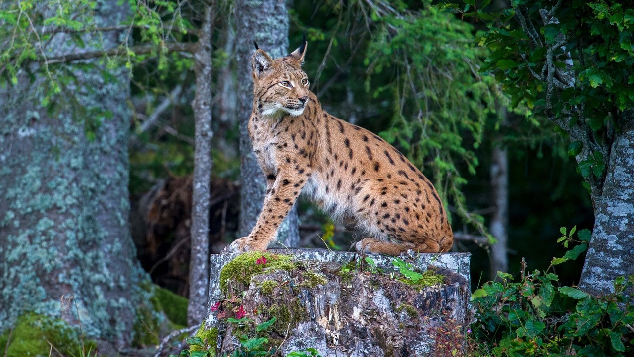 Backdrop image for movie Lynx