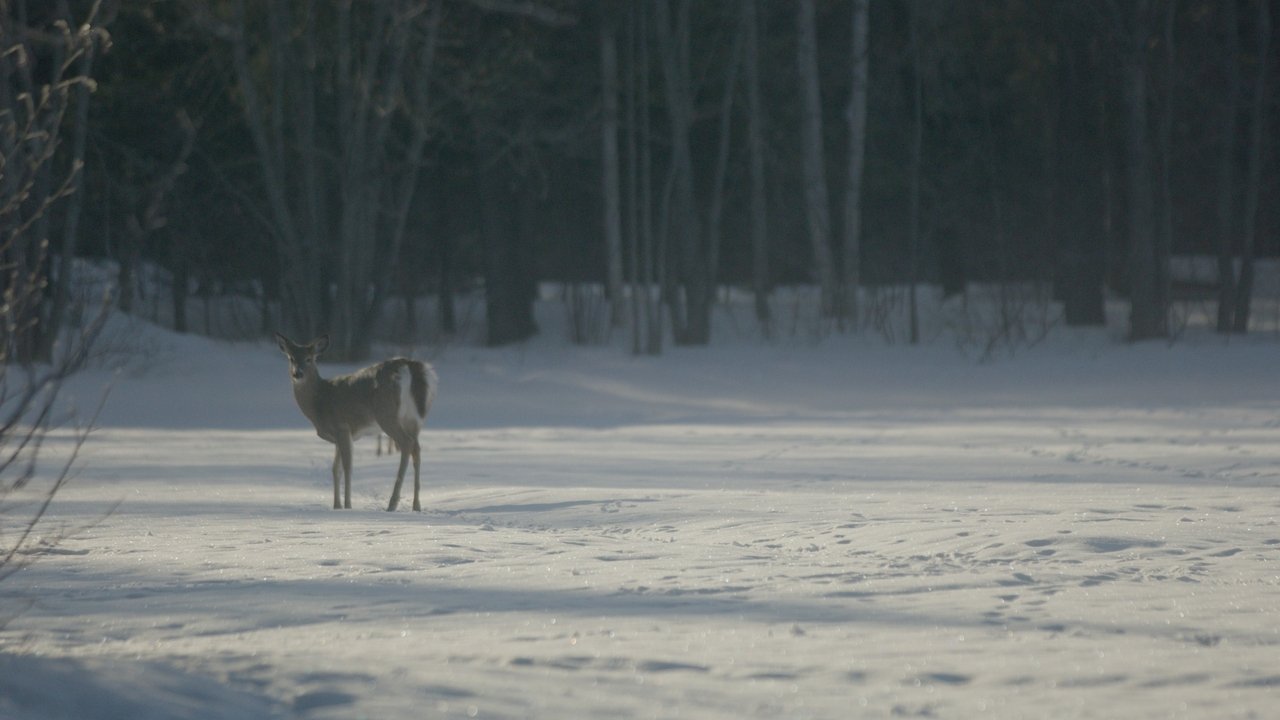 Backdrop image for movie Dream Eater