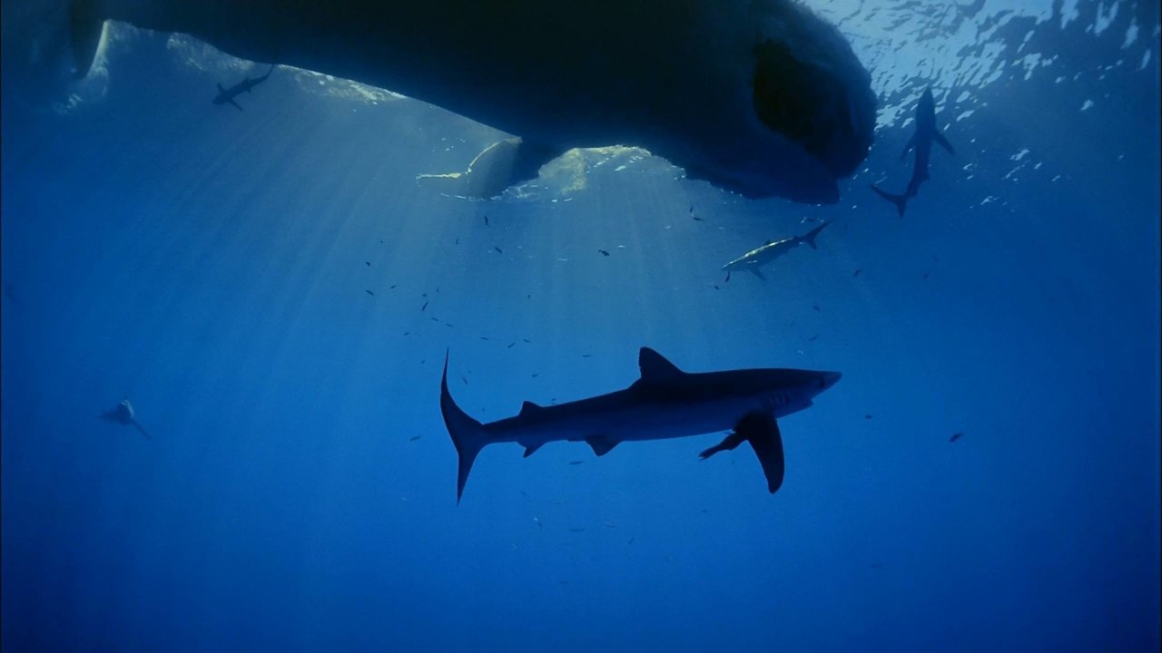 Backdrop image for movie Ocean Oasis