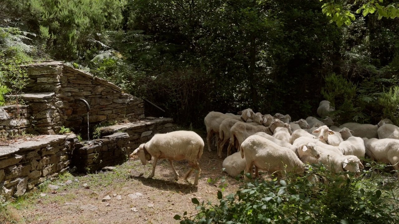 Backdrop image for movie Sonaggios