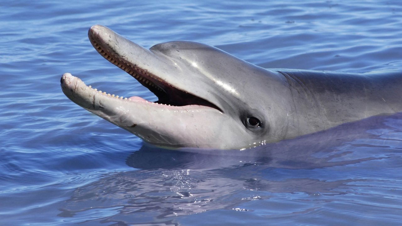 Backdrop image for movie Dolphins: Is Our Love Too Deep?
