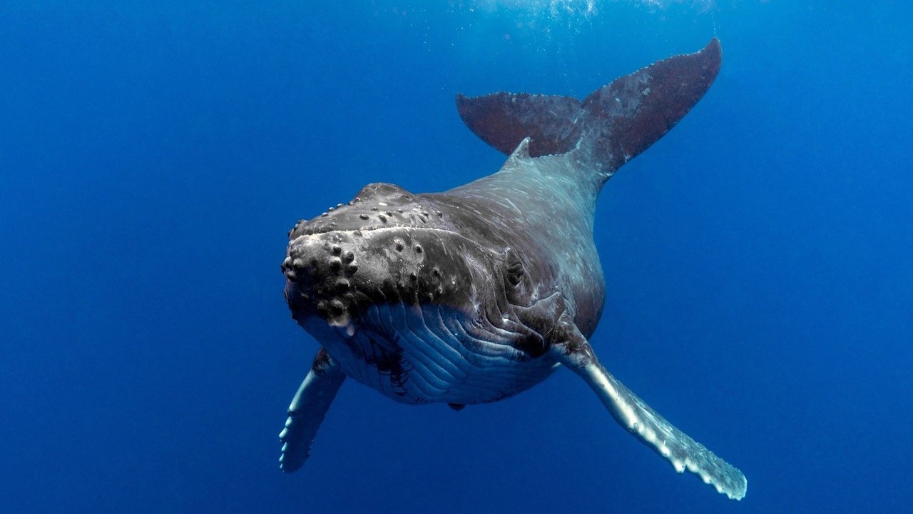 Backdrop image for movie The Witness is a Whale