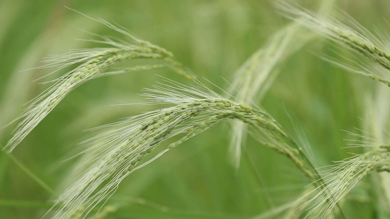Backdrop image for movie Rice People