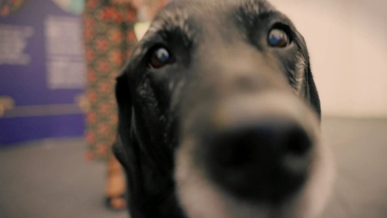 Backdrop image for movie A Dog Called Laura